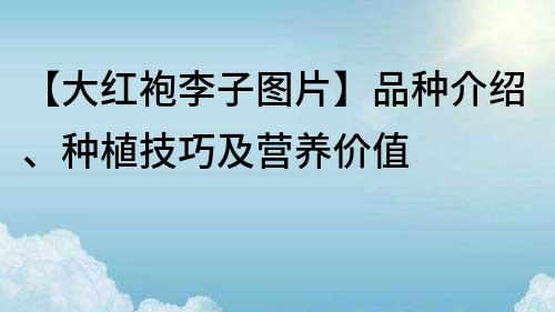 【大红袍李子图片】品种介绍、种植技巧及营养价值