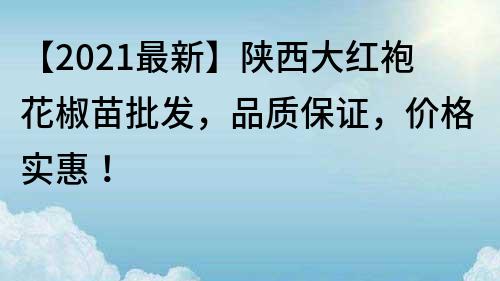 【2022最新】陕西大红袍花椒苗批发，品质保证，价格实惠！