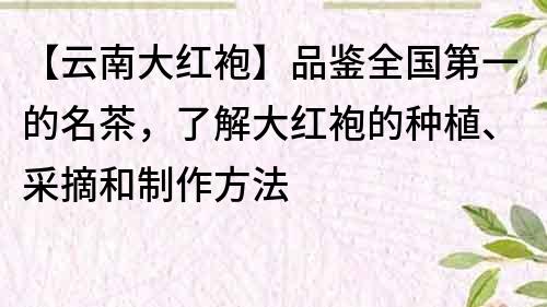 【云南大红袍】品鉴全国第一的名茶，了解大红袍的种植、采摘和制作方法