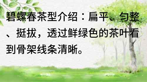 碧螺春茶型介绍：扁平、匀整、挺拔，透过鲜绿色的茶叶看到骨架线条清晰。