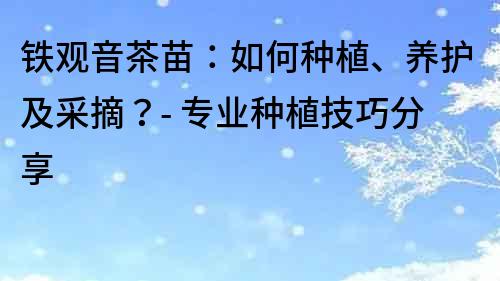 铁观音茶苗：如何种植、养护及采摘？- 专业种植技巧分享