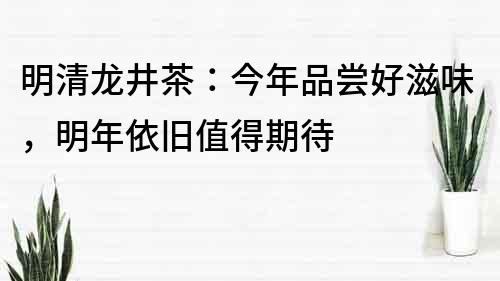 明清龙井茶：今年品尝好滋味，明年依旧值得期待