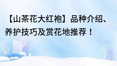 【山茶花大红袍】品种介绍、养护技巧及赏花地推荐！