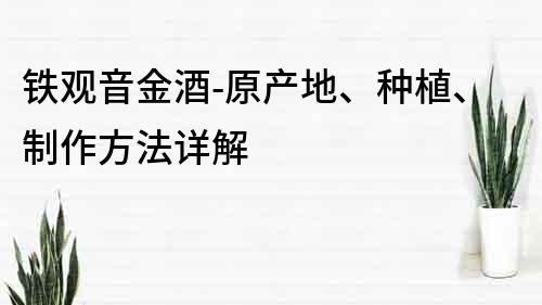 铁观音金酒-原产地、种植、制作方法详解