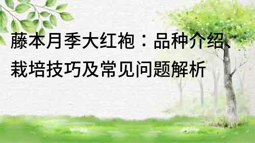 藤本月季大红袍：品种介绍、栽培技巧及常见问题解析