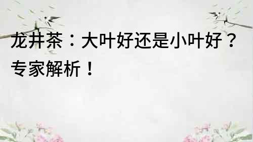 龙井茶：大叶好还是小叶好？专家解析！