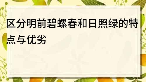 区分明前碧螺春和日照绿的特点与优劣