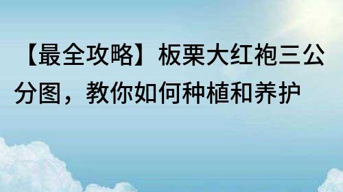 【最全攻略】板栗大红袍三公分图，教你如何种植和养护