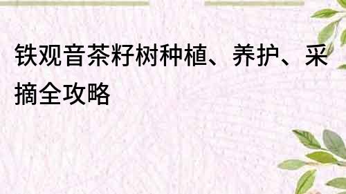 铁观音茶籽树种植、养护、采摘全攻略