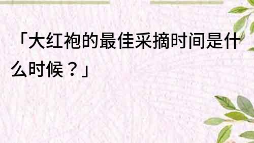 「大红袍的最佳采摘时间是什么时候？」