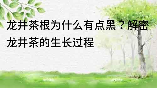 龙井茶根为什么有点黑？解密龙井茶的生长过程