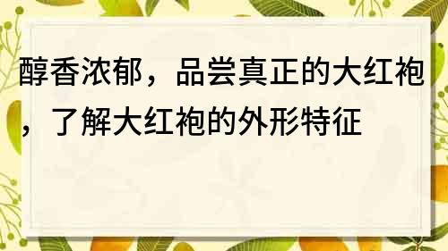 醇香浓郁，品尝真正的大红袍，了解大红袍的外形特征