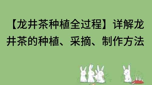 【龙井茶种植全过程】详解龙井茶的种植、采摘、制作方法