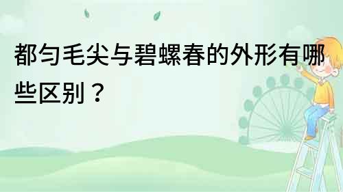 都匀毛尖与碧螺春的外形有哪些区别？