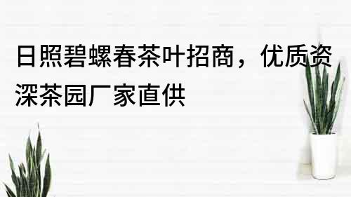 日照碧螺春茶叶招商，优质资深茶园厂家直供