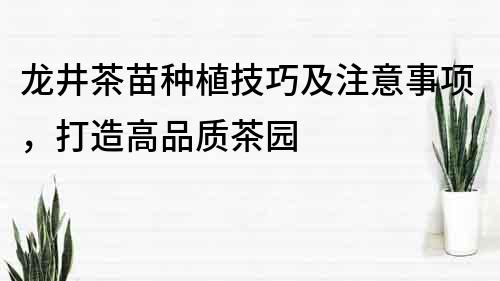 龙井茶苗种植技巧及注意事项，打造高品质茶园