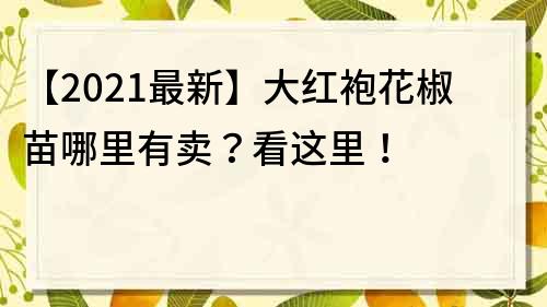 【2022最新】大红袍花椒苗哪里有卖？看这里！