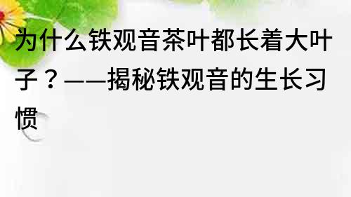 为什么铁观音茶叶都长着大叶子？——揭秘铁观音的生长习惯