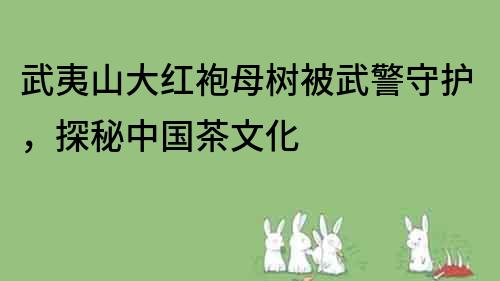 武夷山大红袍母树被武警守护，探秘中国茶文化