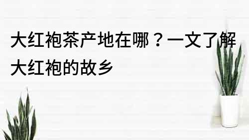 大红袍茶产地在哪？一文了解大红袍的故乡