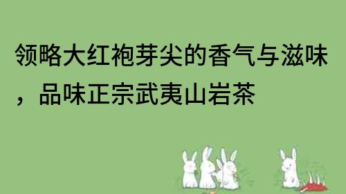 领略大红袍芽尖的香气与滋味，品味正宗武夷山岩茶