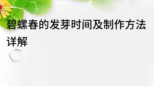 碧螺春的发芽时间及制作方法详解