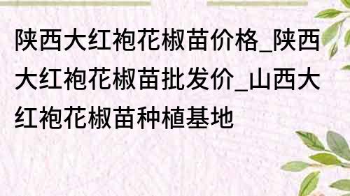 陕西大红袍花椒苗价格_陕西大红袍花椒苗批发价_山西大红袍花椒苗种植基地