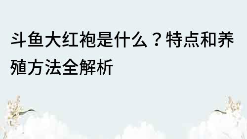 斗鱼大红袍是什么？特点和养殖方法全解析