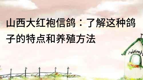 山西大红袍信鸽：了解这种鸽子的特点和养殖方法