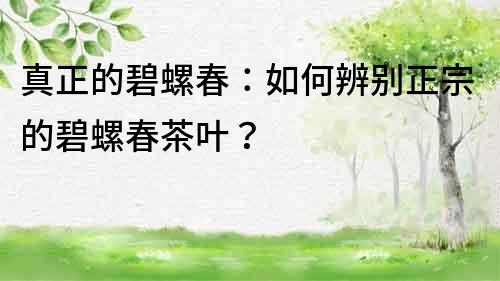 真正的碧螺春：如何辨别正宗的碧螺春茶叶？