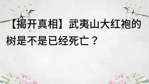 【揭开真相】武夷山大红袍的树是不是已经死亡？