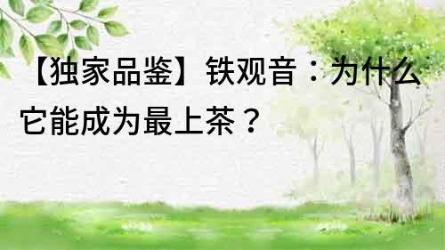 【独家品鉴】铁观音：为什么它能成为最上茶？