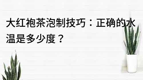 大红袍茶泡制技巧：正确的水温是多少度？