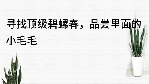 寻找顶级碧螺春，品尝里面的小毛毛