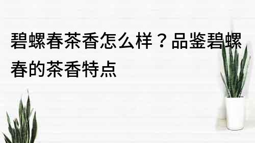 碧螺春茶香怎么样？品鉴碧螺春的茶香特点