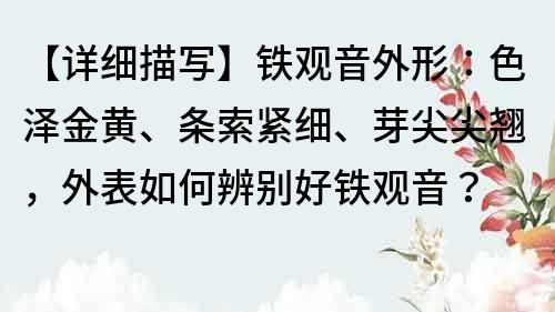 【详细描写】铁观音外形：色泽金黄、条索紧细、芽尖尖翘，外表如何辨别好铁观音？