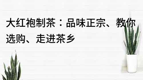 大红袍制茶：品味正宗、教你选购、走进茶乡