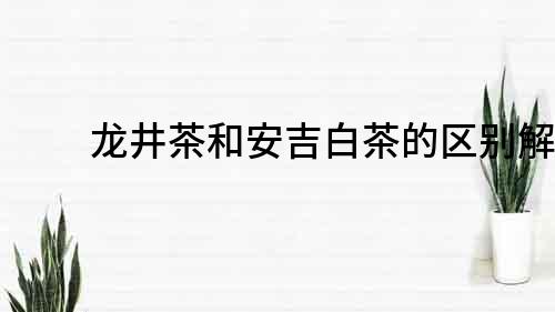 龙井茶和安吉白茶的区别解析