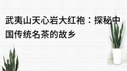 武夷山天心岩大红袍：探秘中国传统名茶的故乡