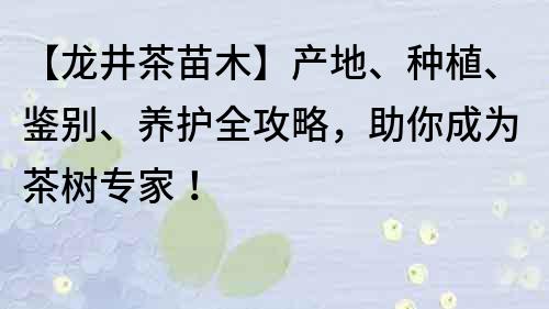 【龙井茶苗木】产地、种植、鉴别、养护全攻略，助你成为茶树专家！