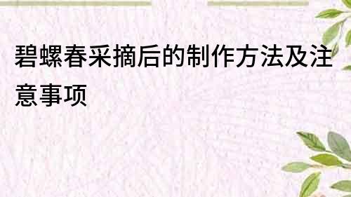 碧螺春采摘后的制作方法及注意事项