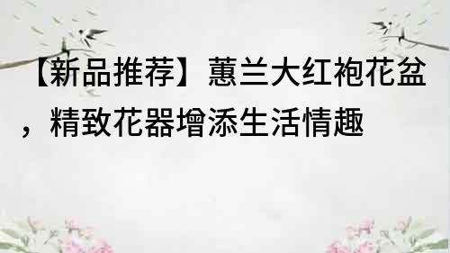 【新品推荐】蕙兰大红袍花盆，精致花器增添生活情趣