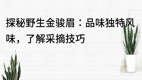 探秘野生金骏眉：品味独特风味，了解采摘技巧