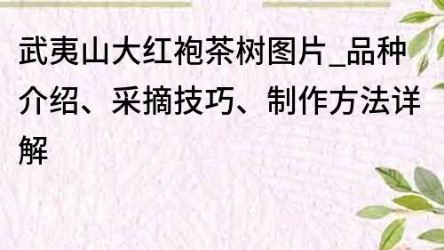 武夷山大红袍茶树图片_品种介绍、采摘技巧、制作方法详解