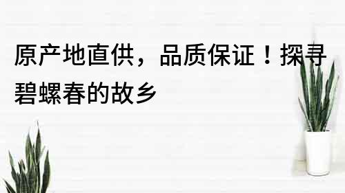 原产地直供，品质保证！探寻碧螺春的故乡