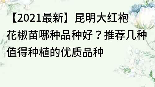 【2023最新】昆明大红袍花椒苗哪种品种好？推荐几种值得种植的优质品种