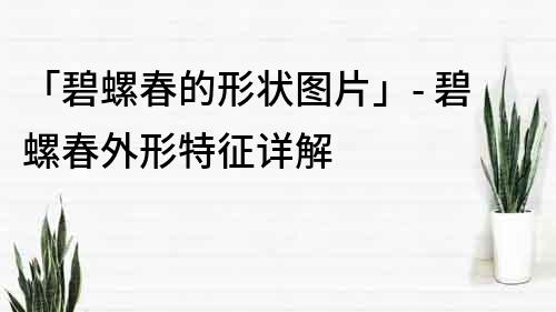 「碧螺春的形状图片」- 碧螺春外形特征详解