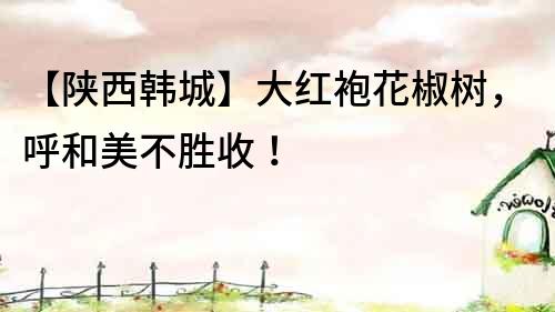 【陕西韩城】大红袍花椒树，呼和美不胜收！