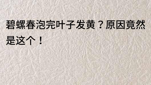 碧螺春泡完叶子发黄？原因竟然是这个！