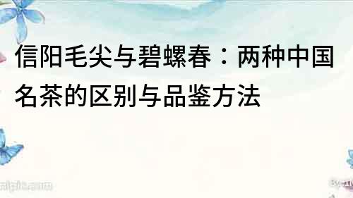 信阳毛尖与碧螺春：两种中国名茶的区别与品鉴方法